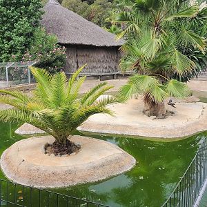 Spectacled caiman enclosure