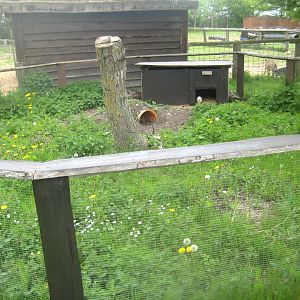 Odsherred Zoo - Guinea pig exhibit
