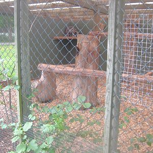 Odsherred Zoo - Raccoon exhibit