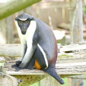 Male Diana monkey, June 2022