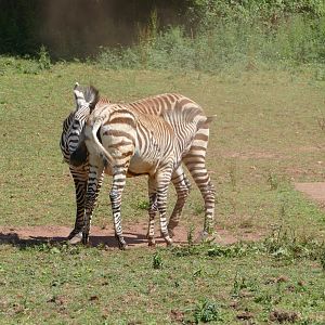 Hartmann's Mountain Zebra, June 2022