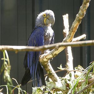 Hyacinth macaw, June 2022