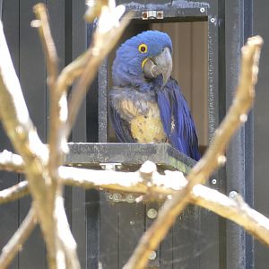 Hyacinth macaw, June 2022