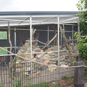 Plains viscacha, Amazon parrot and Blue-headed macaw exhibit, 2022-05-17