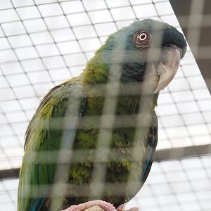 Blue-headed macaw (Primolius couloni), 2022-05-17