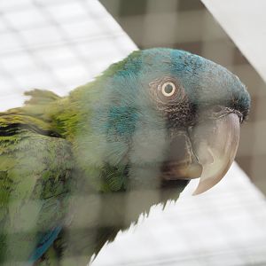 Blue-headed macaw (Primolius couloni), 2022-05-17