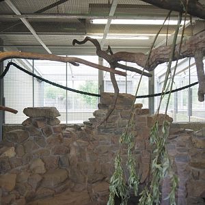 Plains viscacha, Amazon parrot and Blue-headed macaw indoor exhibit, 2022-05-17