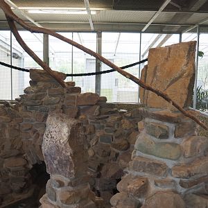 Plains viscacha, Amazon parrot and Blue-headed macaw indoor exhibit, 2022-05-17