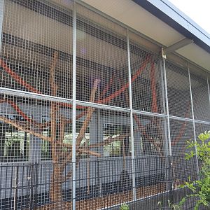 White-nosed coati exhibit, 2022-05-17