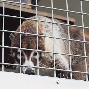 White-nosed coati (Nasua narica), 2022-05-17