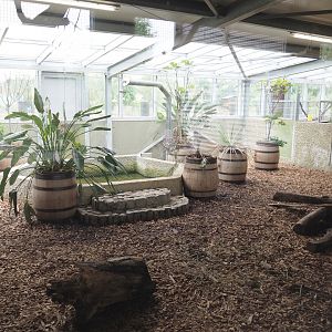 Giant anteater indoor exhibit, 2022-05-17