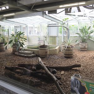 Giant anteater indoor exhibit, 2022-05-17