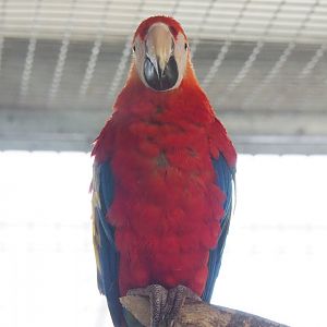 Scarlet macaw (Ara macao), 2022-05-17