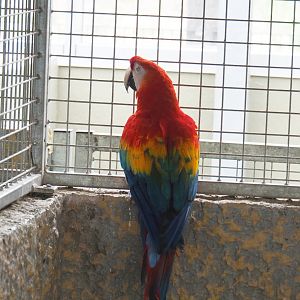 Scarlet macaw (Ara macao), 2022-05-17
