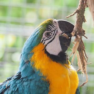 Blue-and-gold macaw (Ara ararauna), 2022-05-17