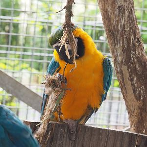 Blue-and-gold macaw (Ara ararauna), 2022-05-17