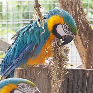 Blue-and-gold macaw (Ara ararauna), 2022-05-17