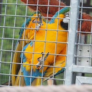 Blue-and-gold macaw (Ara ararauna), 2022-05-17