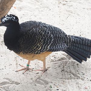 Bare-faced curassow (Crax fasciolata), 2022-05-17