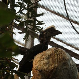 Yellow-casqued Hornbill