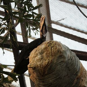 Yellow-casqued Hornbill (Ceratogymna elata)