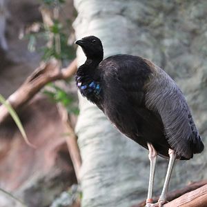 Gray-winged Trumpeter (Psophia crepitans)