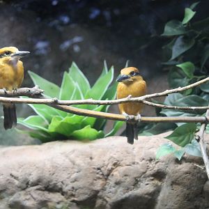 Micronesian Kingfisher (Todiramphus cinnamomina)