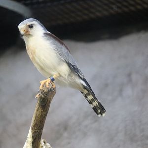 African Pygmy Falcon (Polihierax semitorquatus)