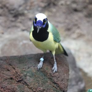 Green Jay (Cyanocorax yncas)