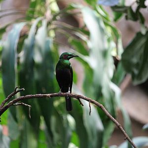 Emerald Starling (Lamprotornis iris)