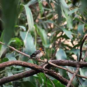 Paradise Whydah (Vidua paradisaea)
