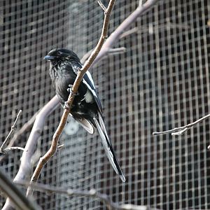 Magpie Shrike (Lanius melanoleucus)