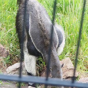 Giant anteater (Myrmecophaga tridactyla), 2022-05-17