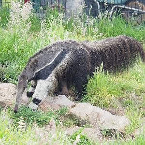 Giant anteater (Myrmecophaga tridactyla), 2022-05-17