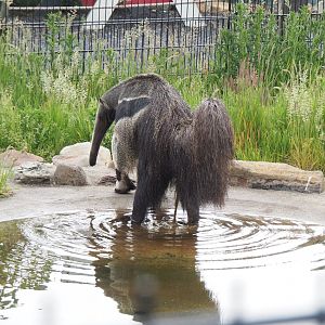 Giant anteater (Myrmecophaga tridactyla) pooping in the pool, 2022-05-17