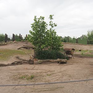 Vicuña and Patagonian mara section of the South American exhibit, 2022-05-17