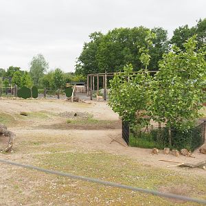 Vicuña and Patagonian mara section of the South American exhibit, 2022-05-17