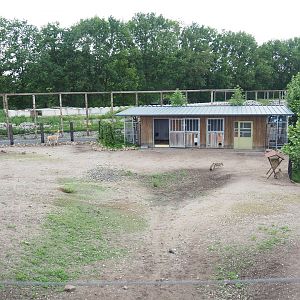 Vicuña and Patagonian mara section of the South American exhibit, 2022-05-17