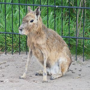 Patagonian mara (Dolichotis patagonum), 2022-05-17