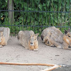 Patagonian mara (Dolichotis patagonum), 2022-05-17