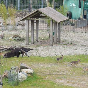 South American exhibit species, 2022-05-17