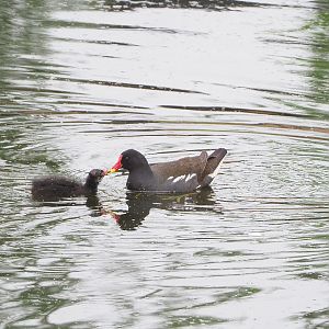 Wild Eurasian common moorhen with chick (Gallinula chloropus chloropus), 2022-05-17