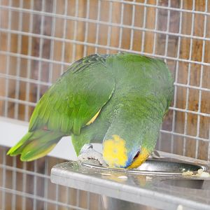 Orange-winged amazon (Amazona amazonica), 2022-05-17