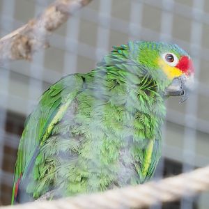 Red-lored amazon (Amazona autumnalis autumnalis), 2022-05-17