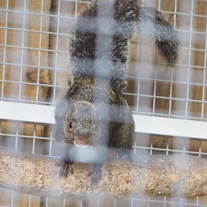 Yucatan squirrel (Sciurus yucatanensis), 2022-05-17