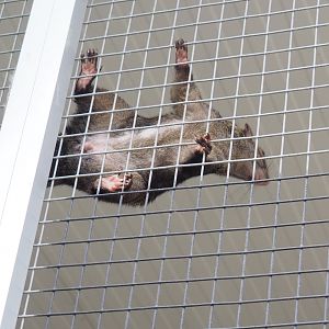 Yucatan squirrel (Sciurus yucatanensis), 2022-05-17