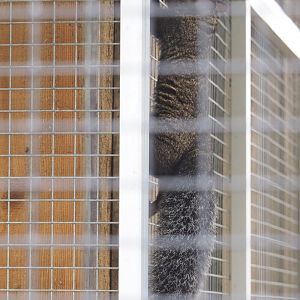 Yucatan squirrel (Sciurus yucatanensis), 2022-05-17