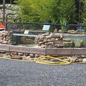 Alligator snapping turtle pool undergoing maintenance, 2022-05-17