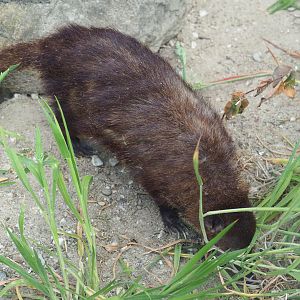 Dark cusimanse (Crossarchus obscurus), 2022-05-17