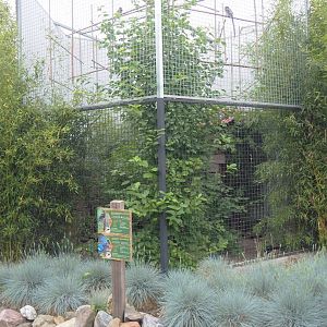 Victoria crowned pigeon and Red-billed blue magpie aviary, 2022-05-17
